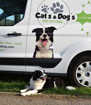 catsanddogs_visite_4